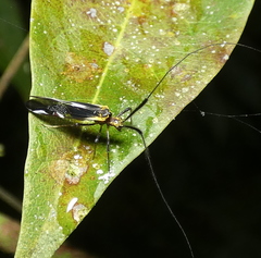 Dictyopsocus pennicornis