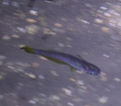 Cairnsichthys rhombosomoides