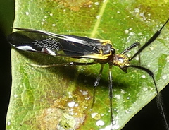Dictyopsocus pennicornis