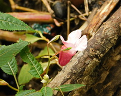 Impatiens glandulifera