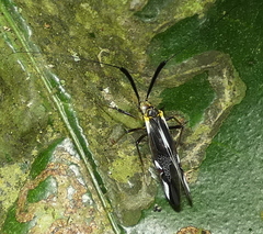 Dictyopsocus pennicornis