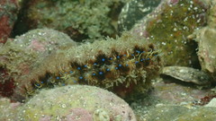 Mimachlamys crassicostata