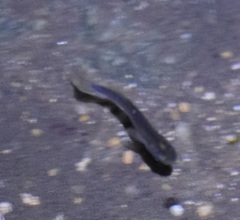 Cairnsichthys rhombosomoides