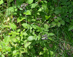 Rubus niveus