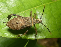 Leptoglossus gonagra