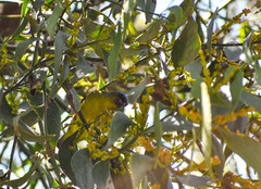 Phoradendron nervosum