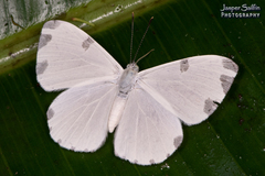 Hermathena candidata