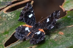 Calydna sturnula