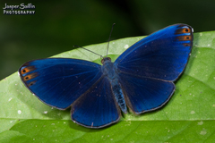 Metacharis regalis