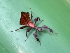 Pulchriphyllium bioculatum