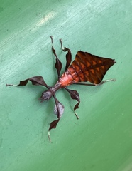 Pulchriphyllium bioculatum