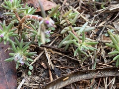 Portulaca grandiflora
