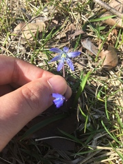 Scilla siberica