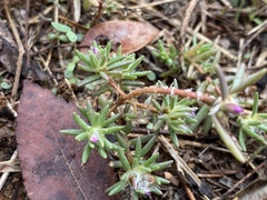 Portulaca grandiflora