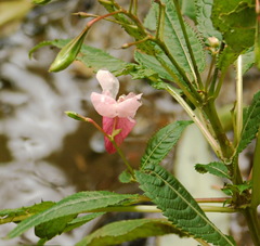 Impatiens glandulifera