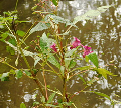 Impatiens glandulifera