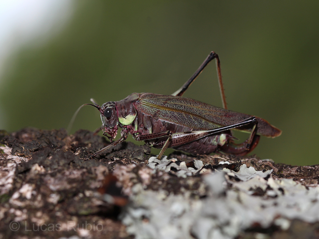 Scaphura argentina