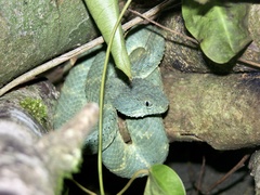 Atheris squamigera