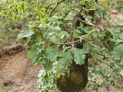 Quercus afares