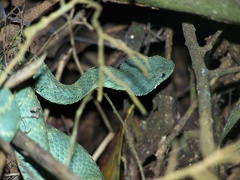 Atheris squamigera
