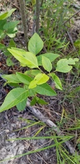 Desmodium fernaldii