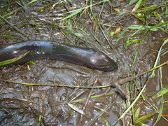 Amphiuma means