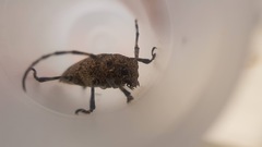 Coptops leucostictica