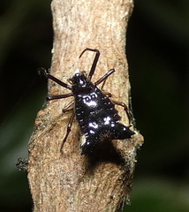 Micrathena triangularis