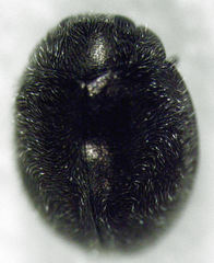 Telsimia subviridis