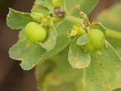 Melampsora helioscopiae