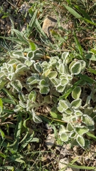 Marrubium supinum