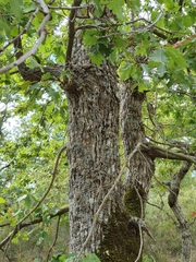 Quercus afares