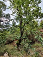 Quercus afares