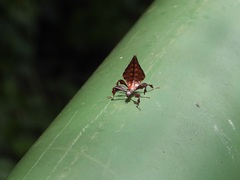 Pulchriphyllium bioculatum