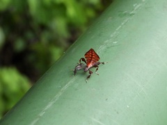 Pulchriphyllium bioculatum