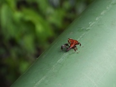 Pulchriphyllium bioculatum