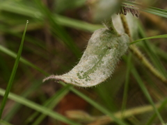 Golovinomyces cynoglossi