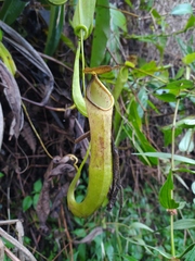 Nepenthes gymnamphora