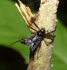 Micrathena triangularis