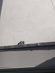 Columba livia domestica