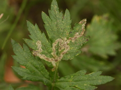 Liriomyza demeijerei