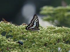 Graphium doson postianus