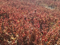 Petrosimonia oppositifolia