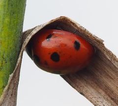 Coccinella septempunctata