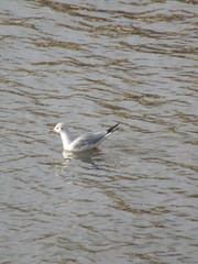 Chroicocephalus ridibundus