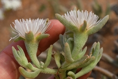Phyllobolus