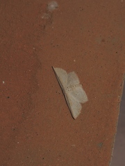 Phalacra vidhisara