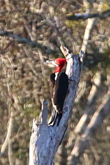 Campephilus robustus