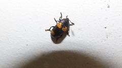 Episcapha quadrimacula