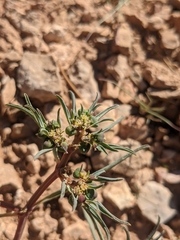 Euphorbia exstipulata